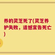 养的灵芝死了(灵芝养护失败，遗憾宣告死亡)
