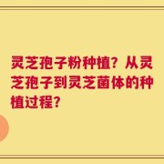 灵芝孢子粉种植？从灵芝孢子到灵芝菌体的种植过程？