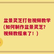 盆景灵芝打包视频教学(如何制作盆景灵芝？视频教程来了！)
