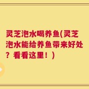 灵芝泡水喝养鱼(灵芝泡水能给养鱼带来好处？看看这里！)