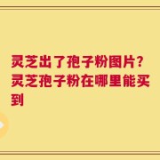 灵芝出了孢子粉图片？灵芝孢子粉在哪里能买到