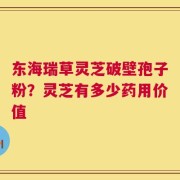 东海瑞草灵芝破壁孢子粉？灵芝有多少药用价值