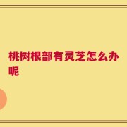 桃树根部有灵芝怎么办呢