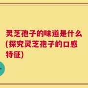 灵芝孢子的味道是什么(探究灵芝孢子的口感特征)