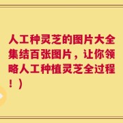 人工种灵芝的图片大全集结百张图片，让你领略人工种植灵芝全过程！)