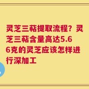 灵芝三萜提取流程？灵芝三萜含量高达5.66克的灵芝应该怎样进行深加工