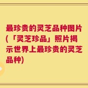 最珍贵的灵芝品种图片(「灵芝珍品」照片揭示世界上最珍贵的灵芝品种)