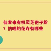 仙客来有机灵芝孢子粉？怕晒的花卉有哪些