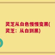 灵芝从白色慢慢变黑(灵芝：从白到黑)