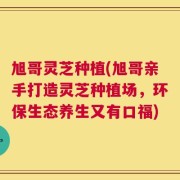 旭哥灵芝种植(旭哥亲手打造灵芝种植场，环保生态养生又有口福)