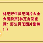 林芝野生灵芝图片大全大图欣赏(林芝自然宝藏：野生灵芝图片集锦！)