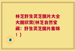 林芝野生灵芝图片大全大图欣赏(林芝自然宝藏：野生灵芝图片集锦！)