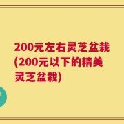 200元左右灵芝盆栽(200元以下的精美灵芝盆栽)