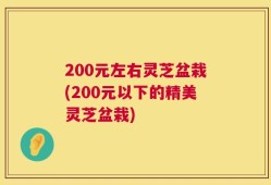 200元左右灵芝盆栽(200元以下的精美灵芝盆栽)