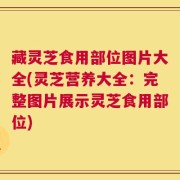 藏灵芝食用部位图片大全(灵芝营养大全：完整图片展示灵芝食用部位)