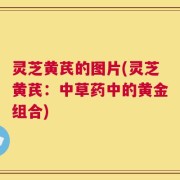 灵芝黄芪的图片(灵芝黄芪：中草药中的黄金组合)