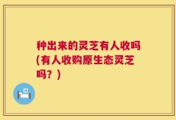 种出来的灵芝有人收吗(有人收购原生态灵芝吗？)