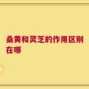 桑黄和灵芝的作用区别在哪