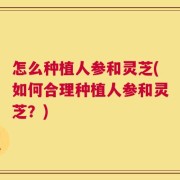 怎么种植人参和灵芝(如何合理种植人参和灵芝？)