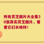 所有灵芝图片大全集30张真实灵芝图片，看看它们长啥样！