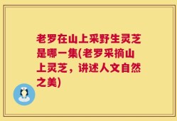 老罗在山上采野生灵芝是哪一集(老罗采摘山上灵芝，讲述人文自然之美)