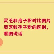 灵芝和孢子粉对比图片灵芝和孢子粉的区别，看图说话