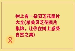 树上有一朵灵芝花图片大全(精美灵芝花图片集锦，让你在树上感受自然之美)