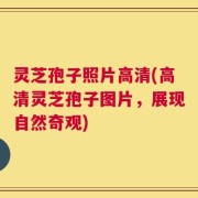 灵芝孢子照片高清(高清灵芝孢子图片，展现自然奇观)