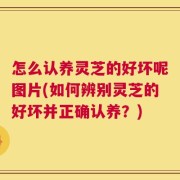怎么认养灵芝的好坏呢图片(如何辨别灵芝的好坏并正确认养？)