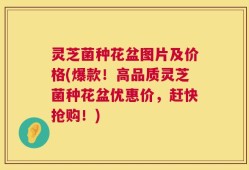 灵芝菌种花盆图片及价格(爆款！高品质灵芝菌种花盆优惠价，赶快抢购！)