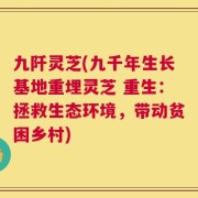 九阡灵芝(九千年生长基地重埋灵芝 重生：拯救生态环境，带动贫困乡村)