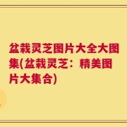 盆栽灵芝图片大全大图集(盆栽灵芝：精美图片大集合)