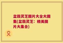盆栽灵芝图片大全大图集(盆栽灵芝：精美图片大集合)