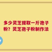 多少灵芝提取一斤孢子粉？灵芝孢子粉制作法