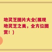 地灵芝图片大全(展现地灵芝之美，全方位图赏！)
