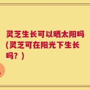 灵芝生长可以晒太阳吗(灵芝可在阳光下生长吗？)