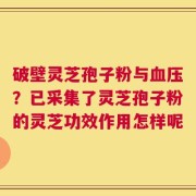 破壁灵芝孢子粉与血压？已采集了灵芝孢子粉的灵芝功效作用怎样呢