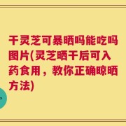 干灵芝可暴晒吗能吃吗图片(灵芝晒干后可入药食用，教你正确晾晒方法)