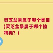 灵芝盆景属于哪个类目(灵芝盆景属于哪个植物类？)