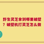 野生灵芝拿到哪里破壁？破壁机打灵芝怎么做