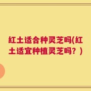 红土适合种灵芝吗(红土适宜种植灵芝吗？)