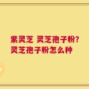 紫灵芝 灵芝孢子粉？灵芝孢子粉怎么种