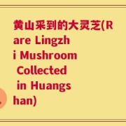 黄山采到的大灵芝(Rare Lingzhi Mushroom Collected in Huangshan)