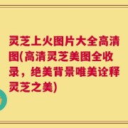 灵芝上火图片大全高清图(高清灵芝美图全收录，绝美背景唯美诠释灵芝之美)