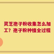 灵芝孢子粉收集怎么加工？孢子粉种植全过程