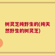 树灵芝纯野生的(纯天然野生的树灵芝)