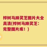 桦树马蹄灵芝图片大全高清(桦树马蹄灵芝：完整图片库！)