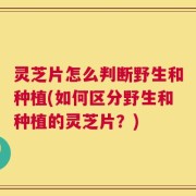 灵芝片怎么判断野生和种植(如何区分野生和种植的灵芝片？)
