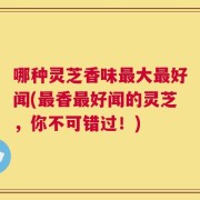 哪种灵芝香味最大最好闻(最香最好闻的灵芝，你不可错过！)