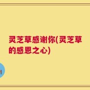 灵芝草感谢你(灵芝草的感恩之心)